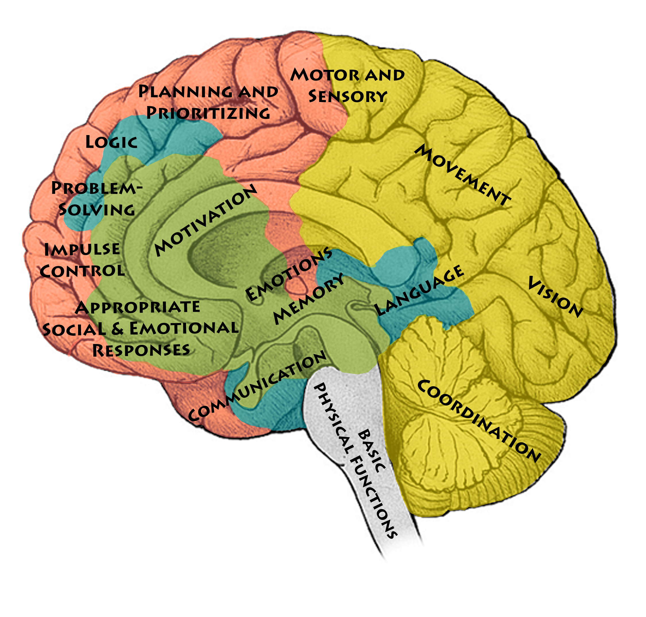 Read more about the article Brain-Building in Afterschool